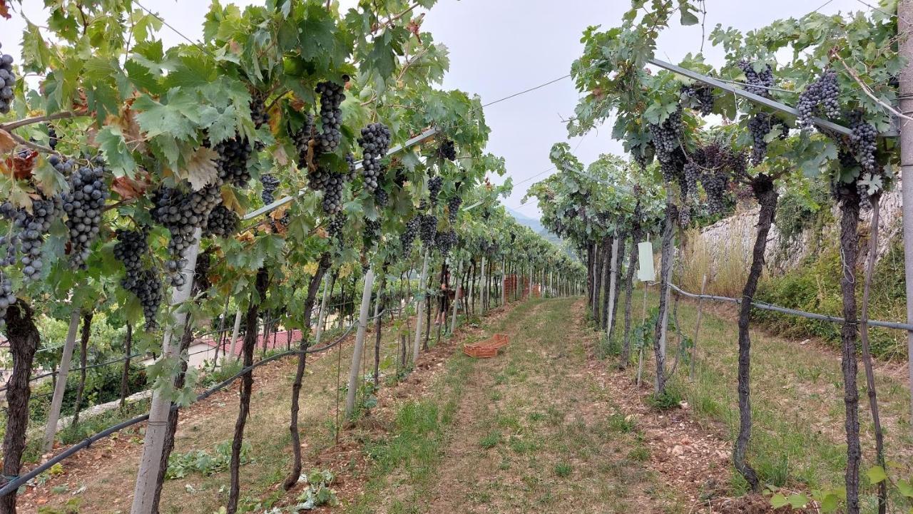 Azienda Agrituristica Corteforte Fumane Eksteriør bilde