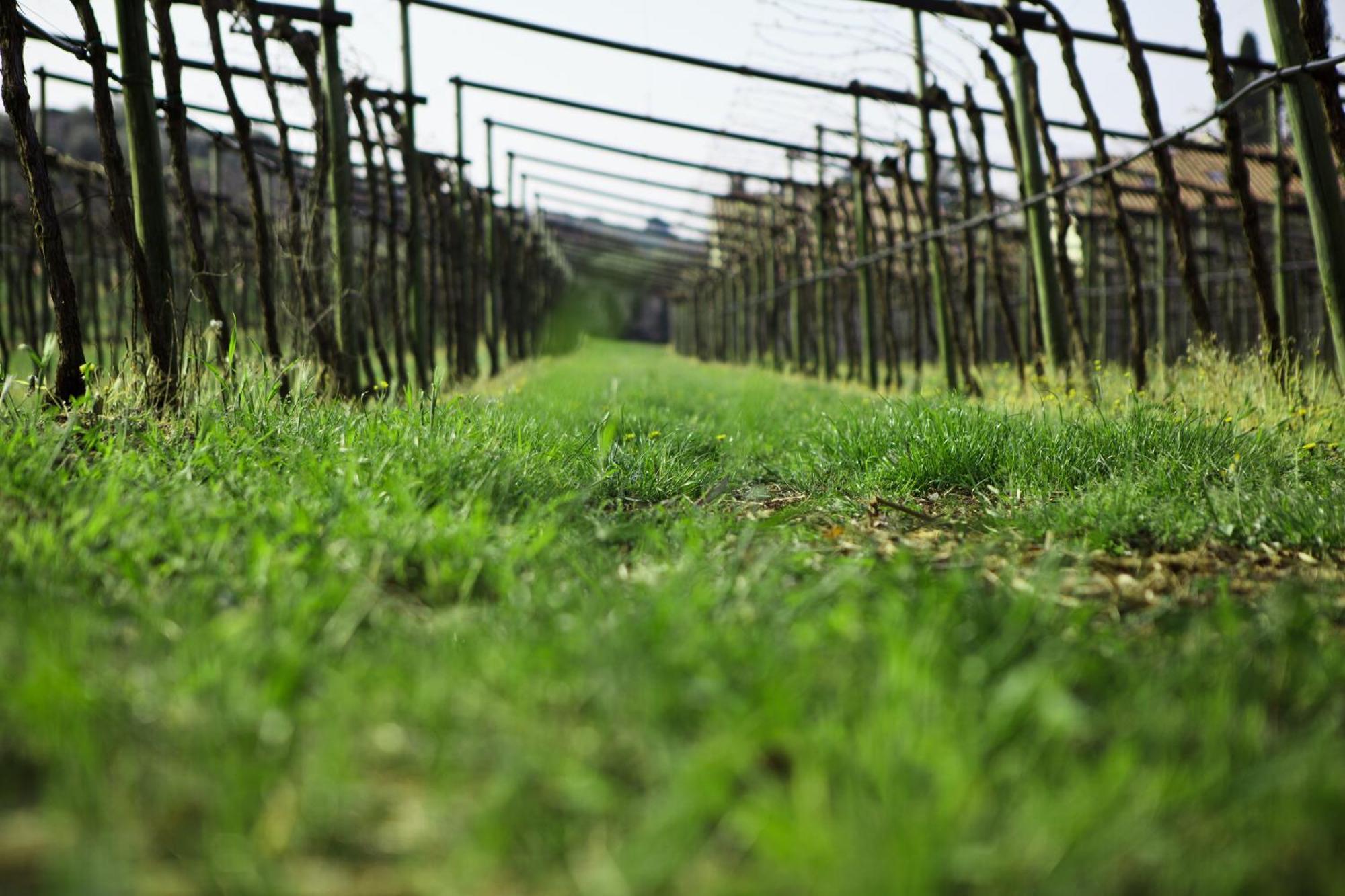 Azienda Agrituristica Corteforte Fumane Eksteriør bilde