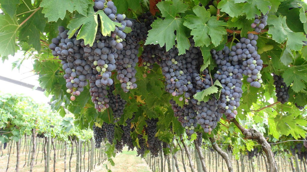 Azienda Agrituristica Corteforte Fumane Eksteriør bilde